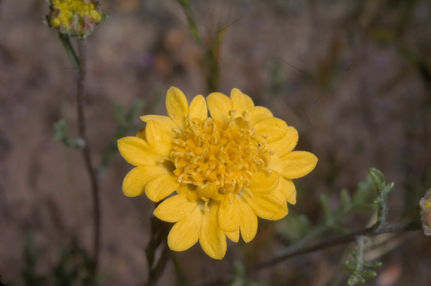 Chaenactis glabriuscula var. denudata