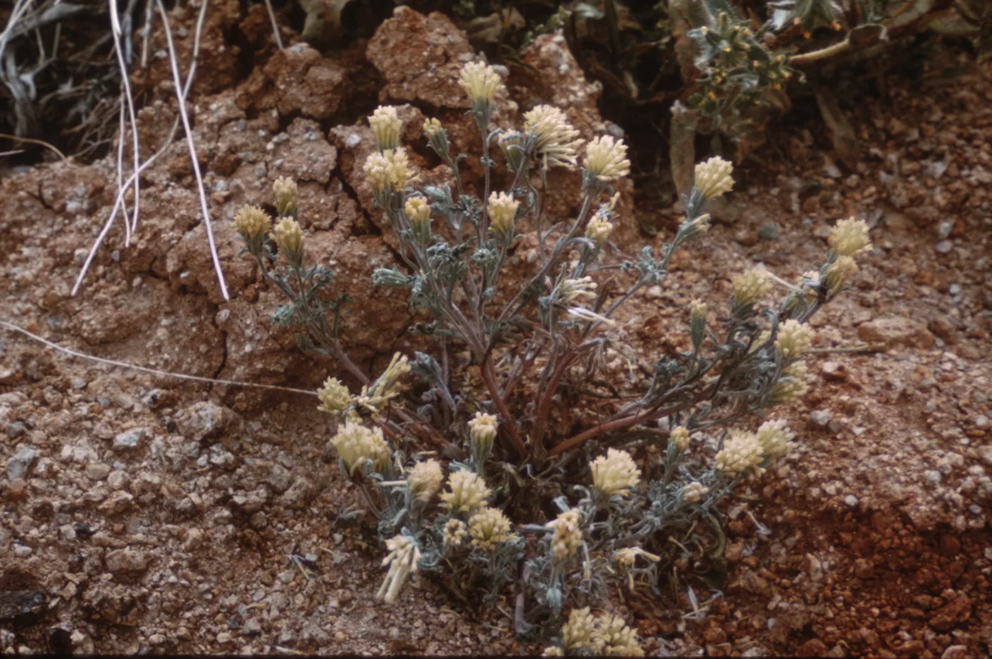 Chaenactis macrantha