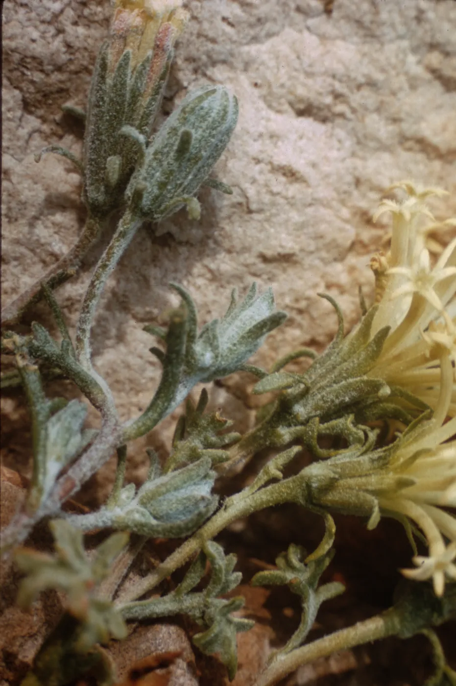 Chaenactis macrantha