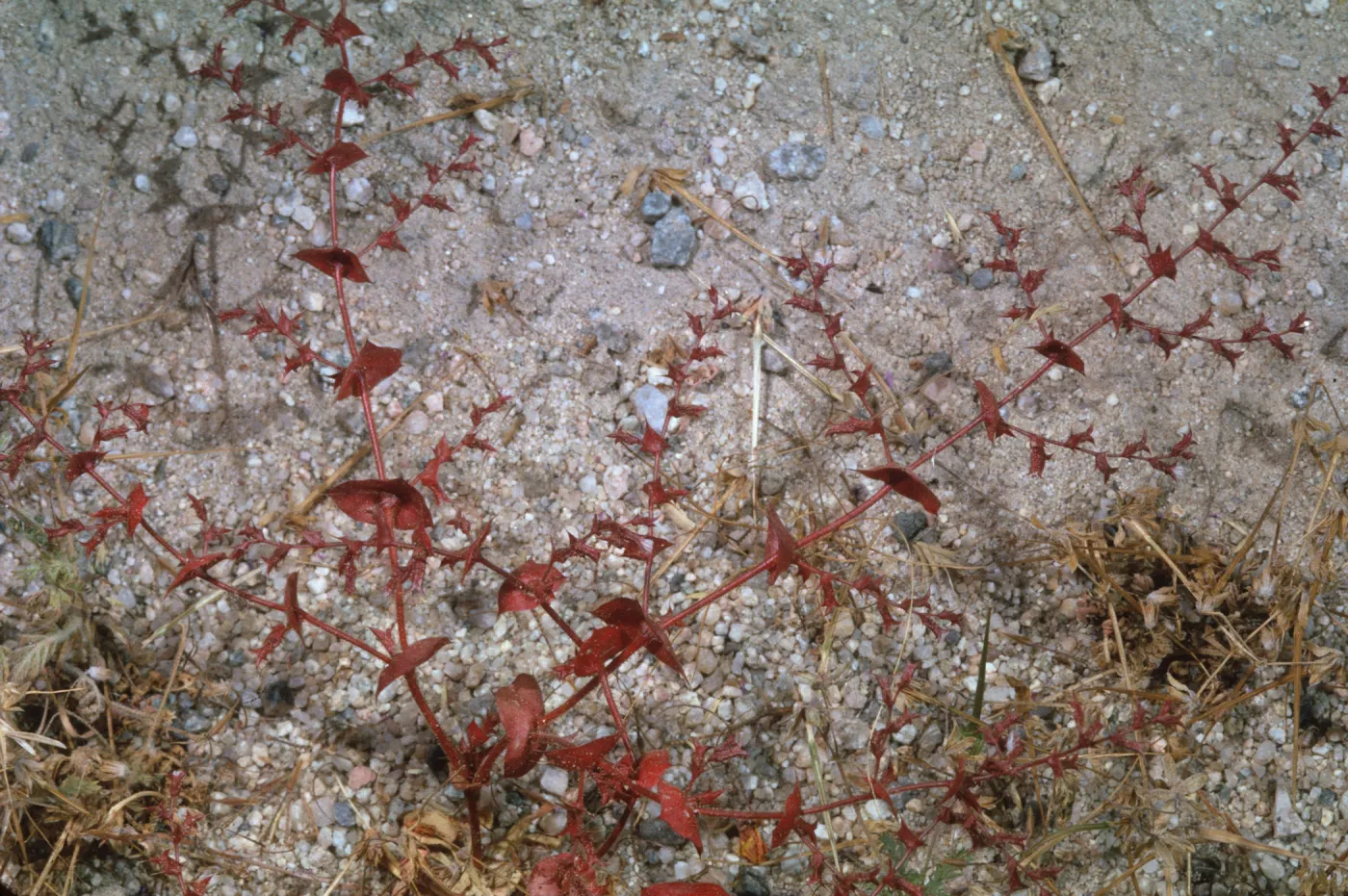 Chorizanthe perfoliata
