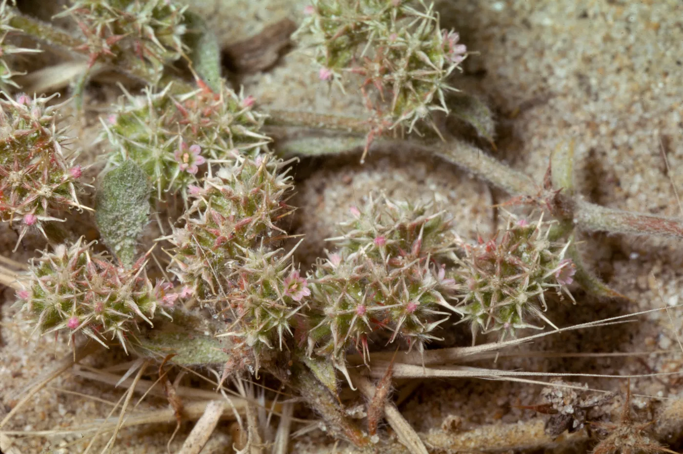 Chorizanthe pungens