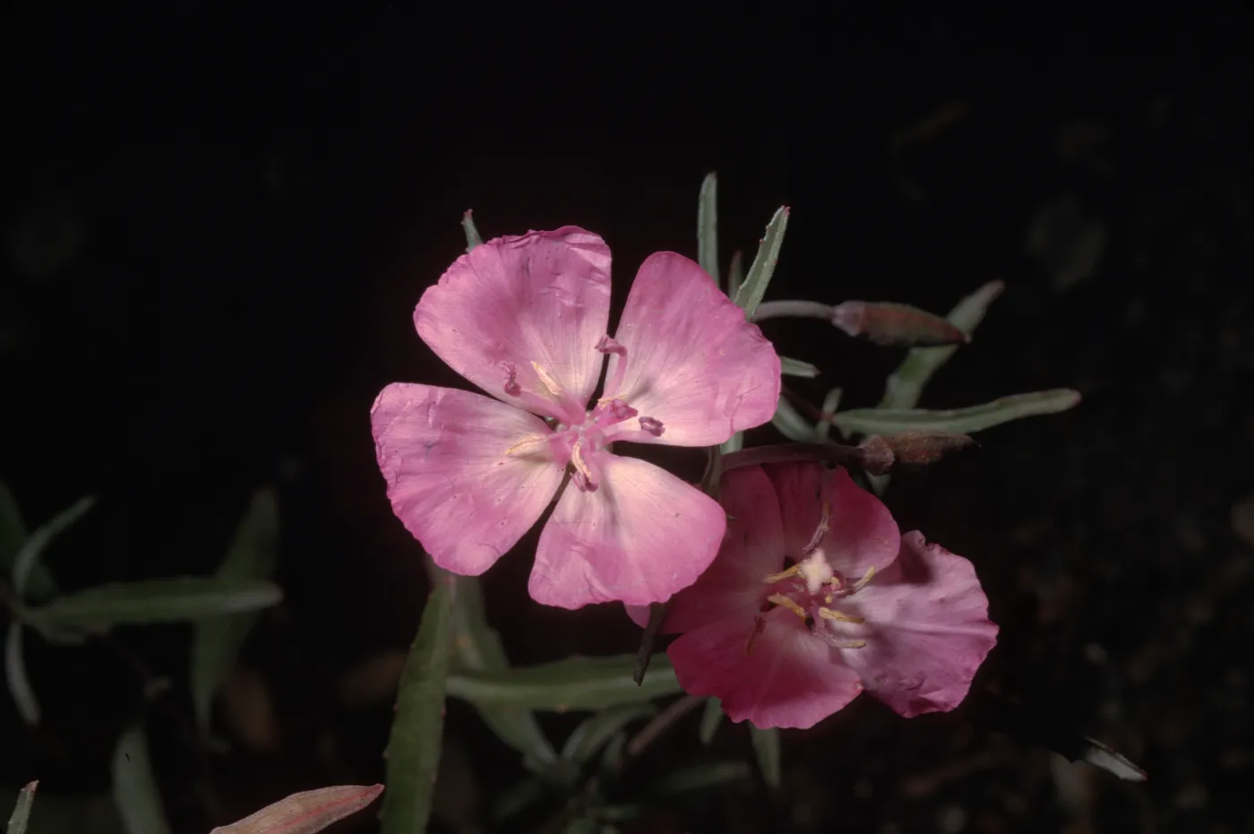 Clarkia bottae