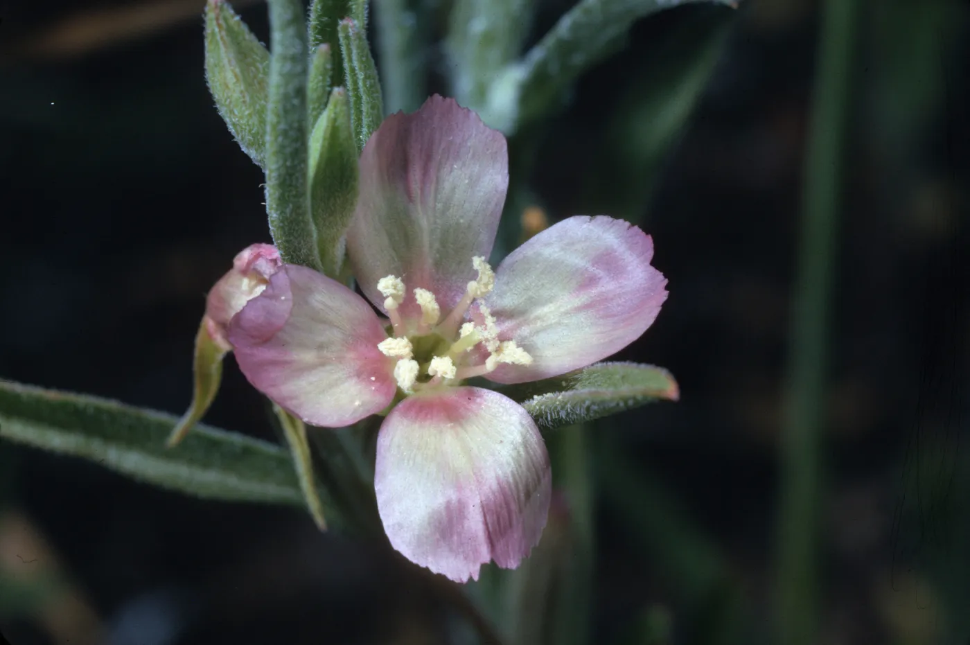Clarkia