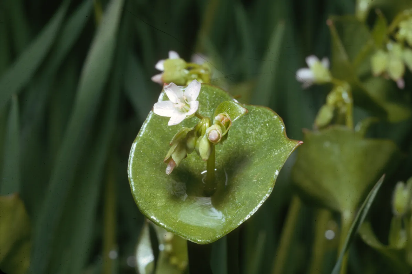 Claytonia perfoliata