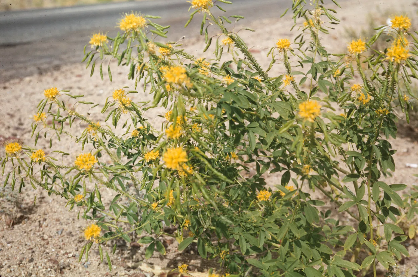 Cleome lutea