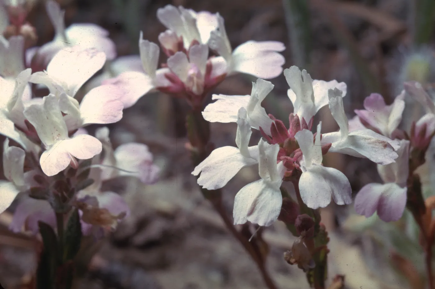 Collinsia bartsiifolia var. davidsonii