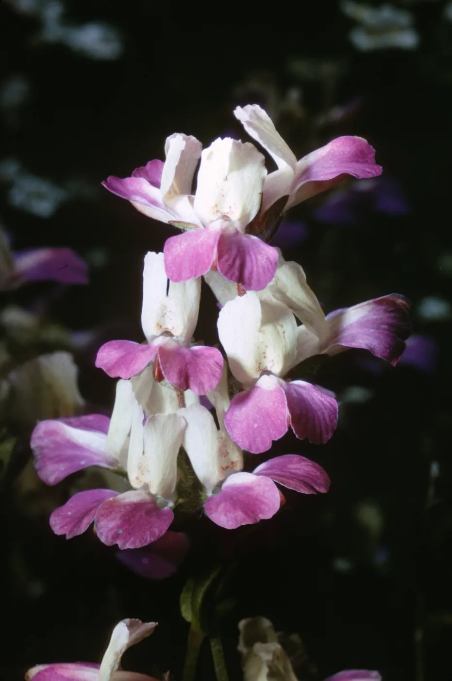 Collinsia heterophylla