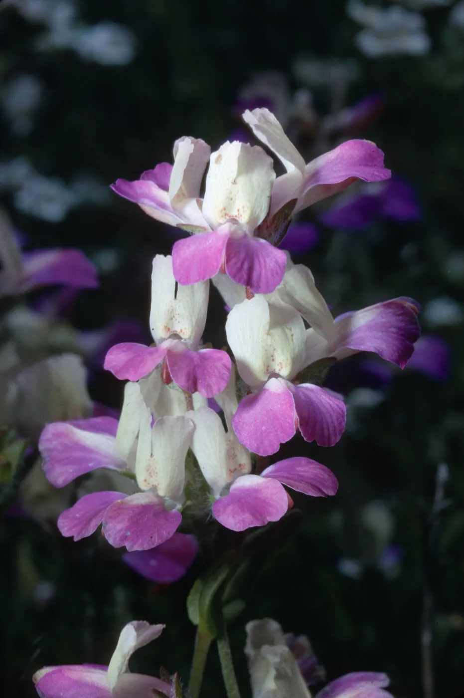Collinsia heterophylla
