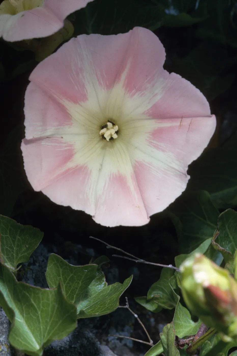 Convolvulus macrostegius