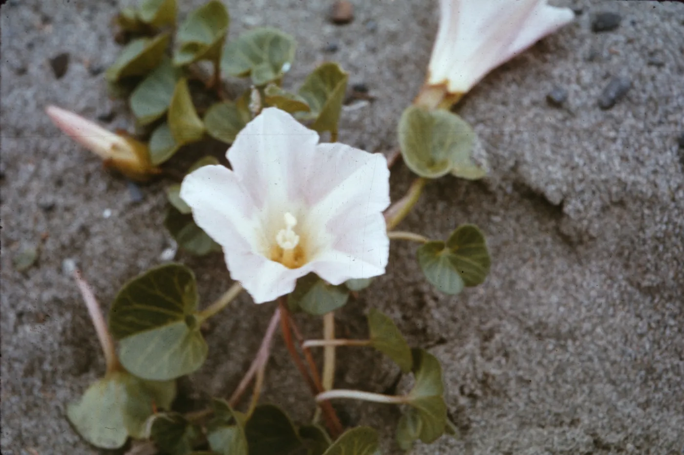 Convolvulus soldanella