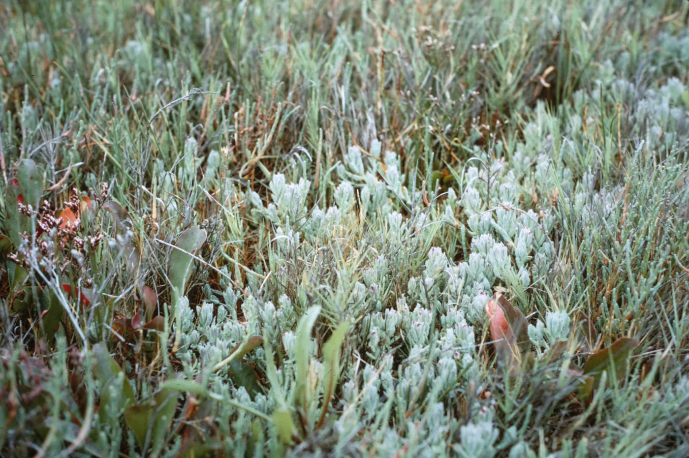 Cordylanthus maritimus