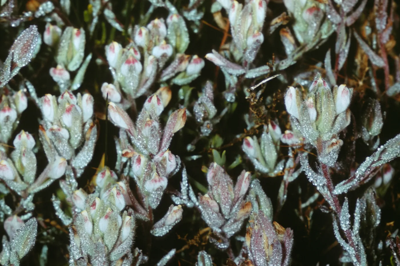 Cordylanthus maritimus