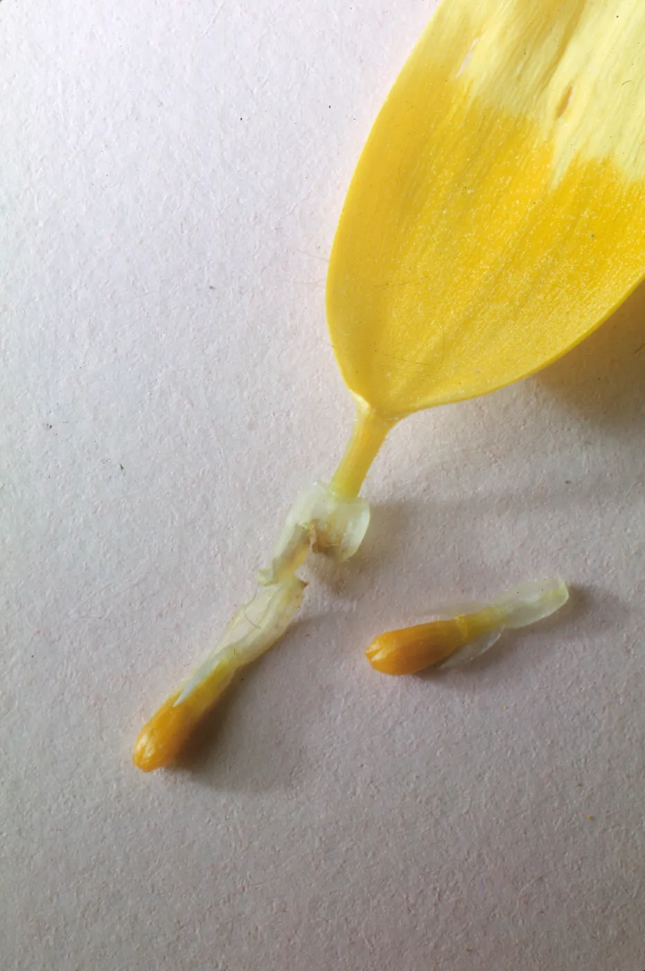 Coreopsis bigelovii, ray & disk achenes,