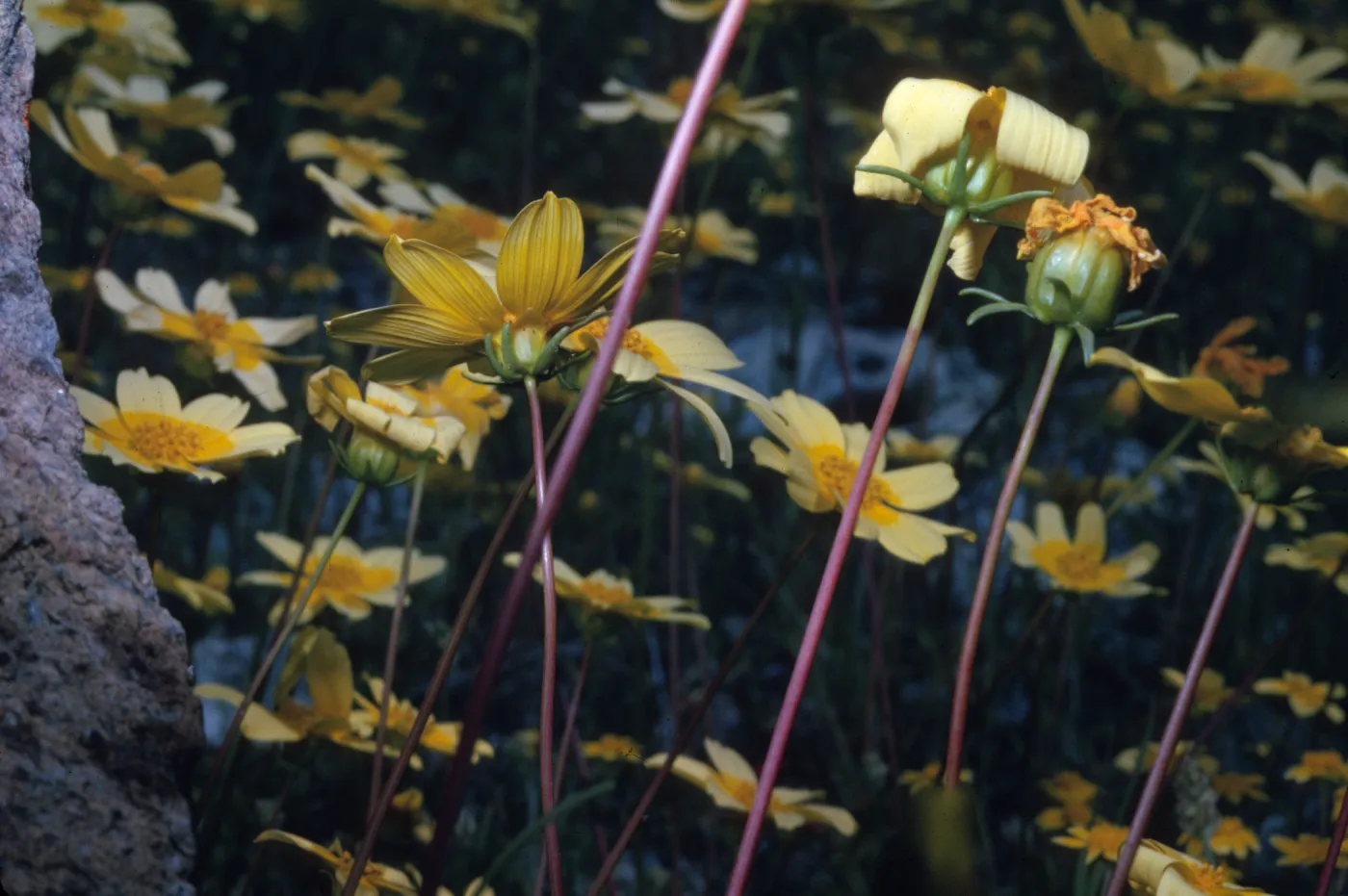 Coreopsis bigelovii