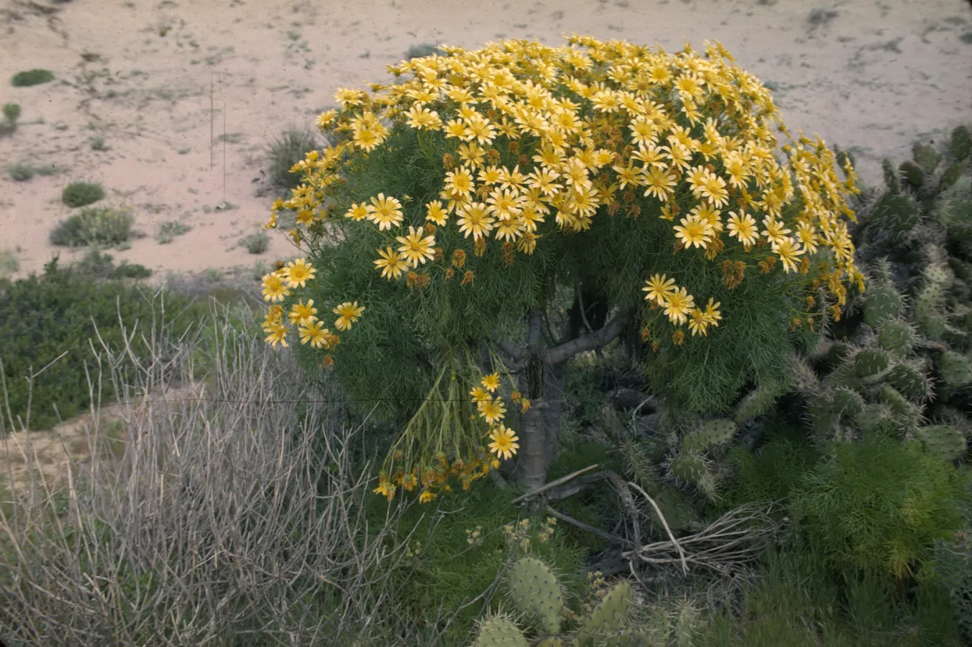Coreopsis gigantea