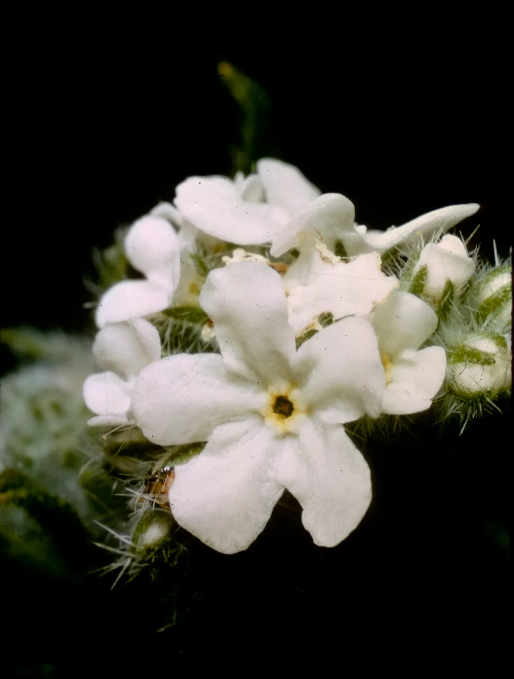 Cryptantha intermedia