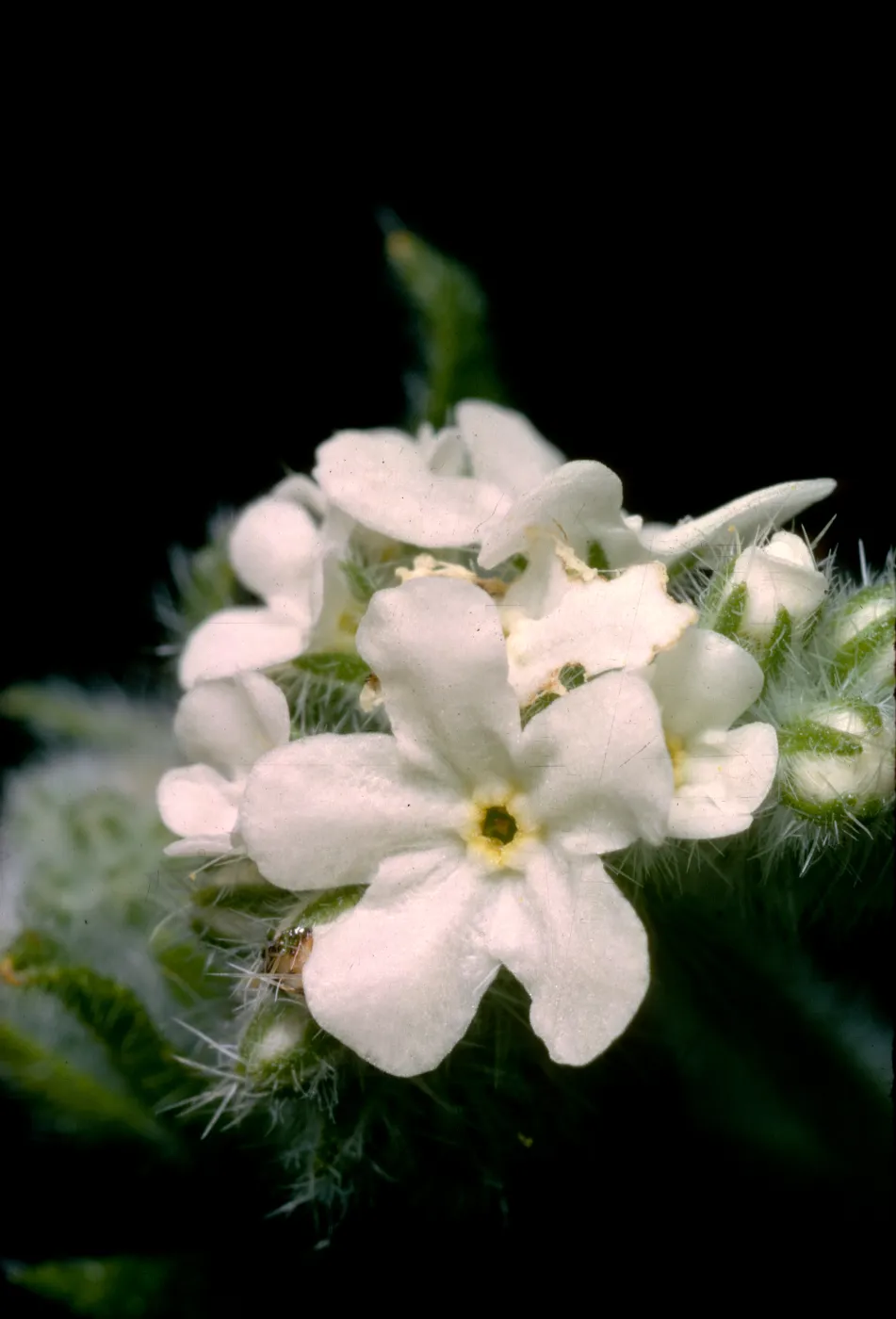 Cryptantha intermedia
