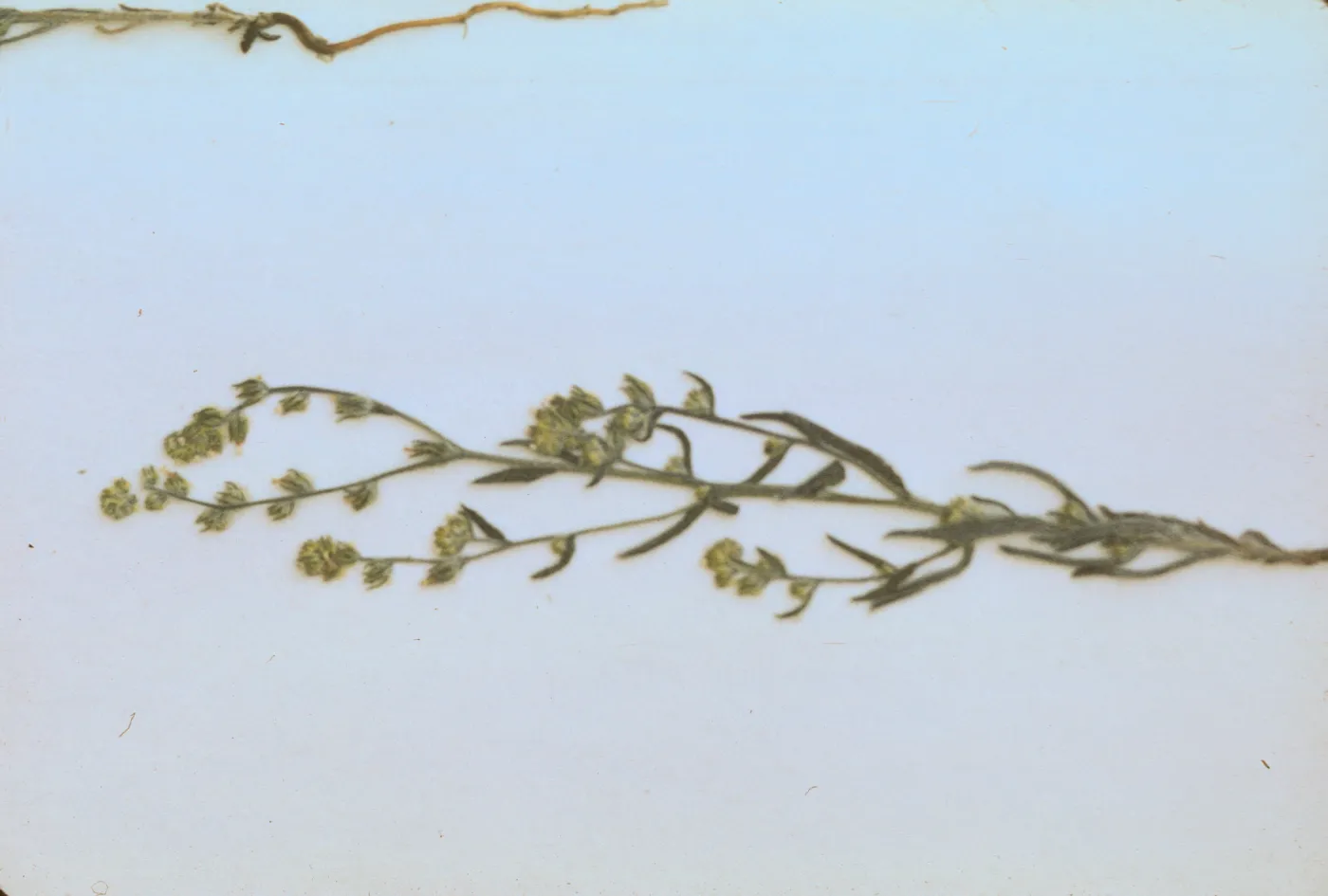Cryptantha nemaclada