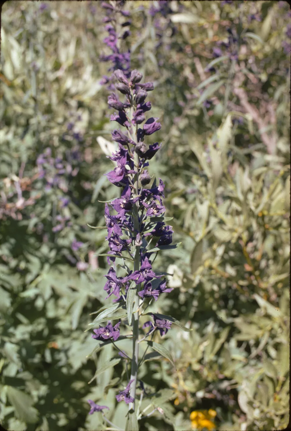 Delphinium glaucum