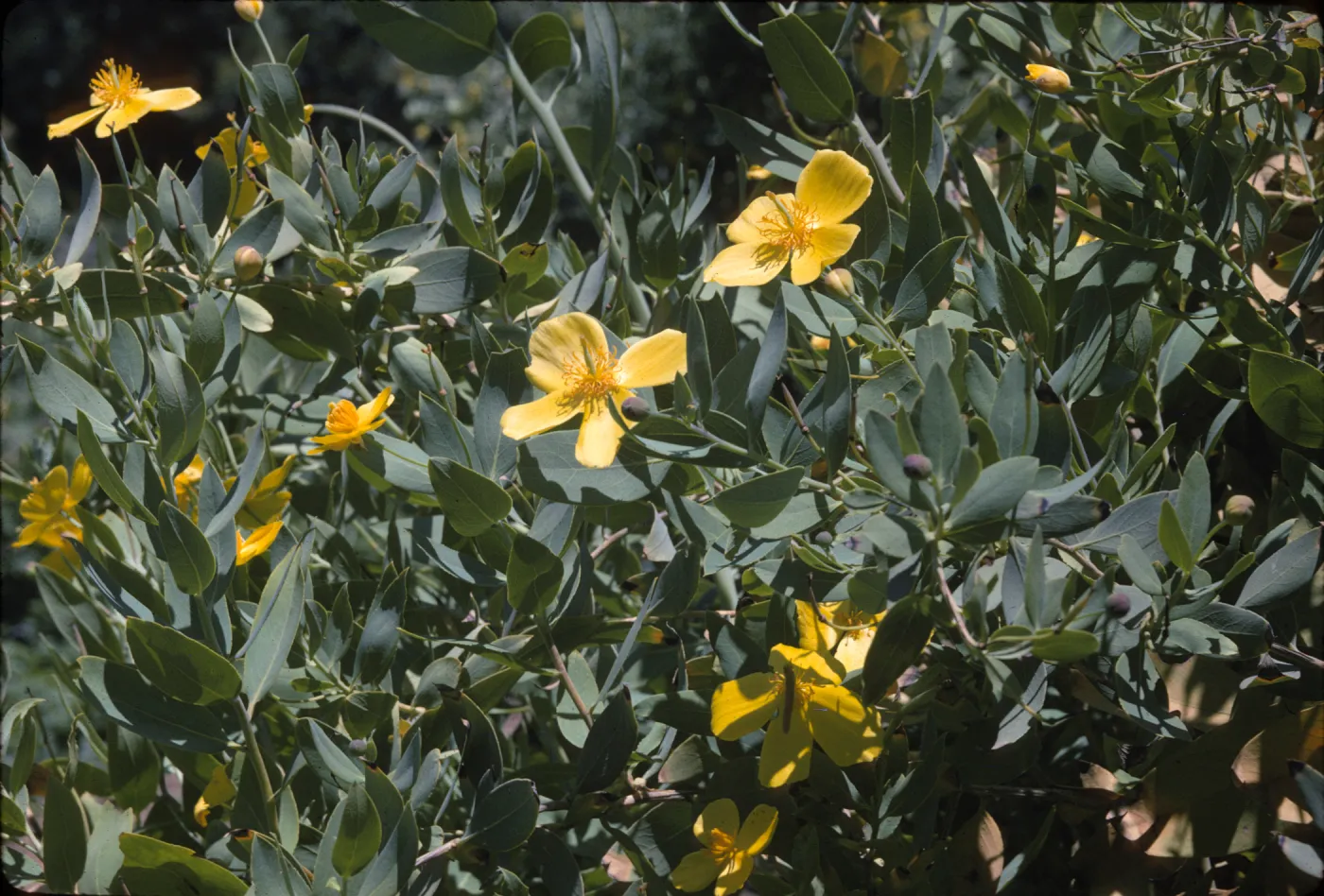 Dendromecon harfordii