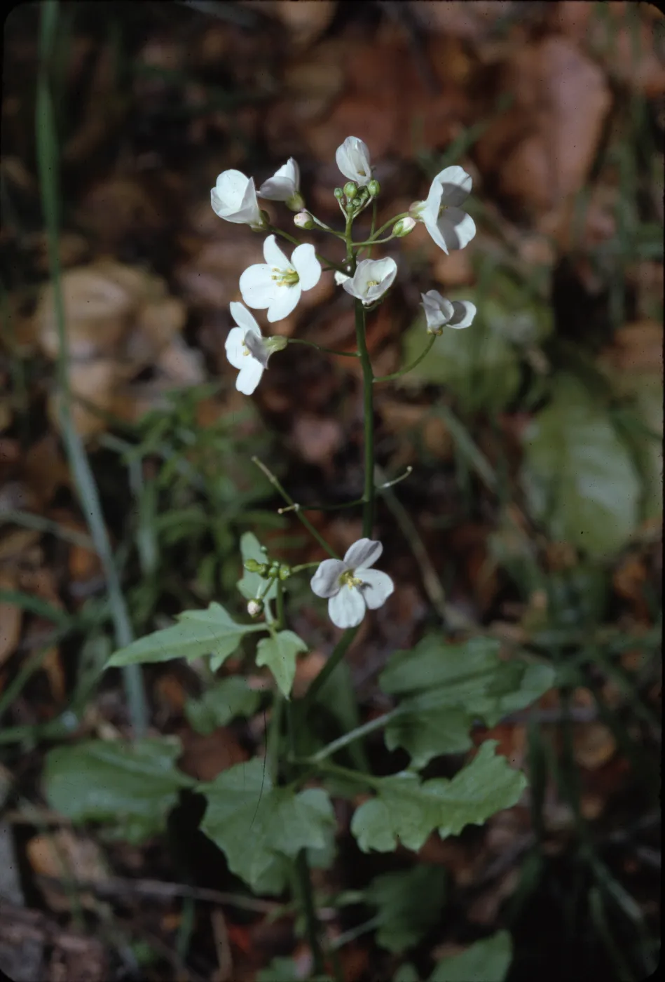Dentaria californica