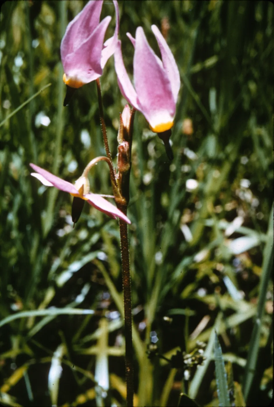 Dodecatheon