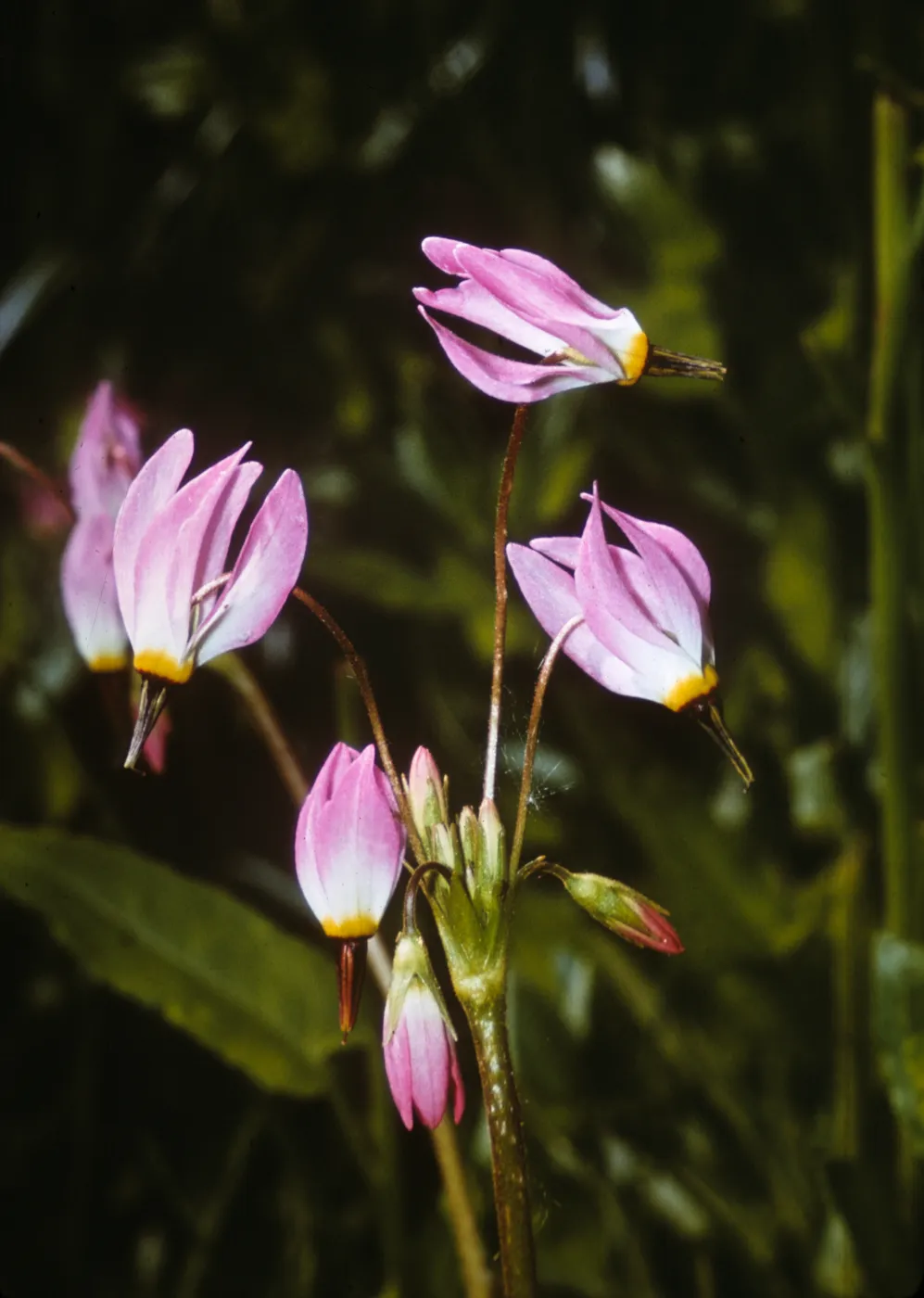 Dodecatheon jeffreyi