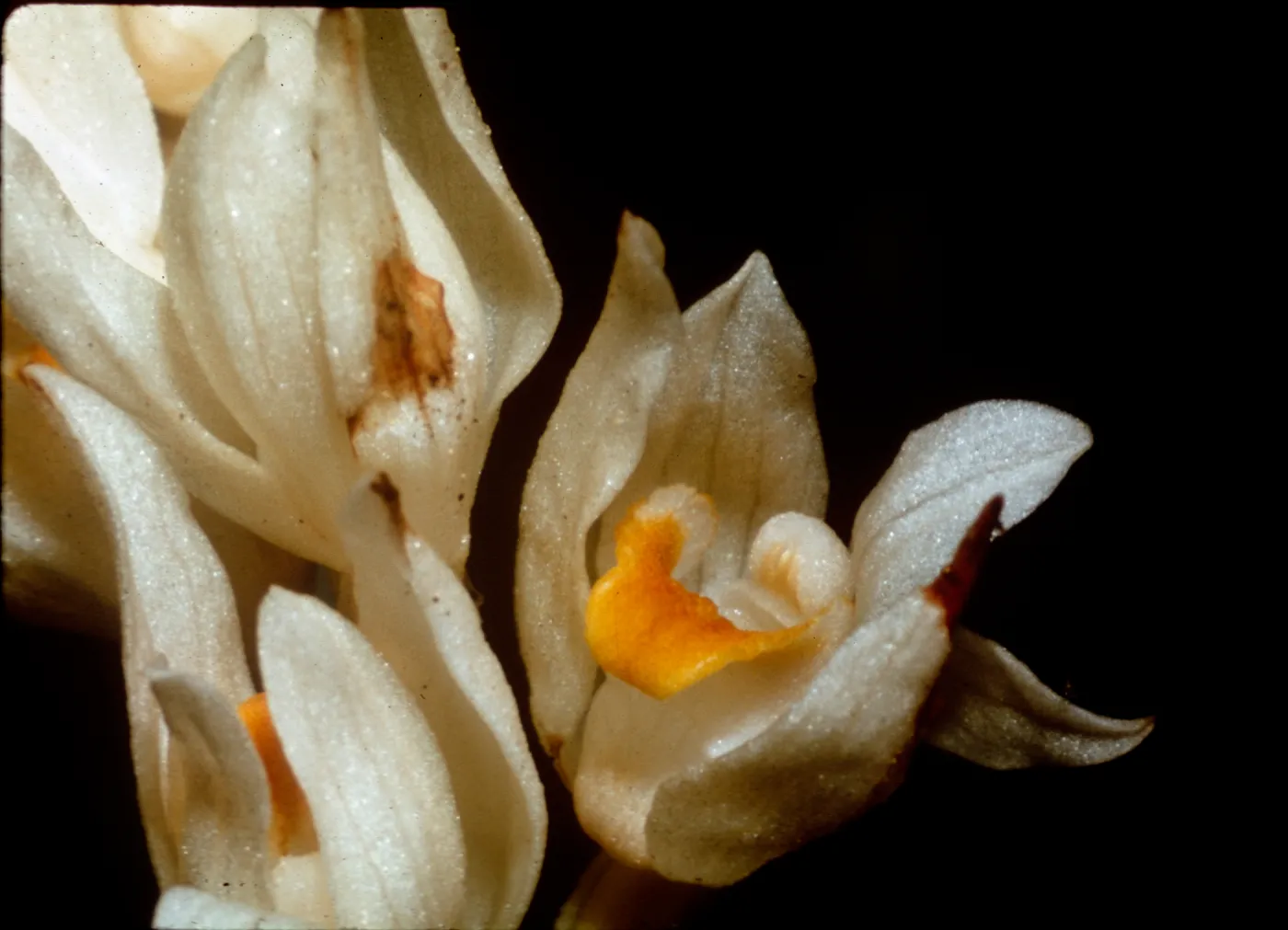 Eburophyton austiniae