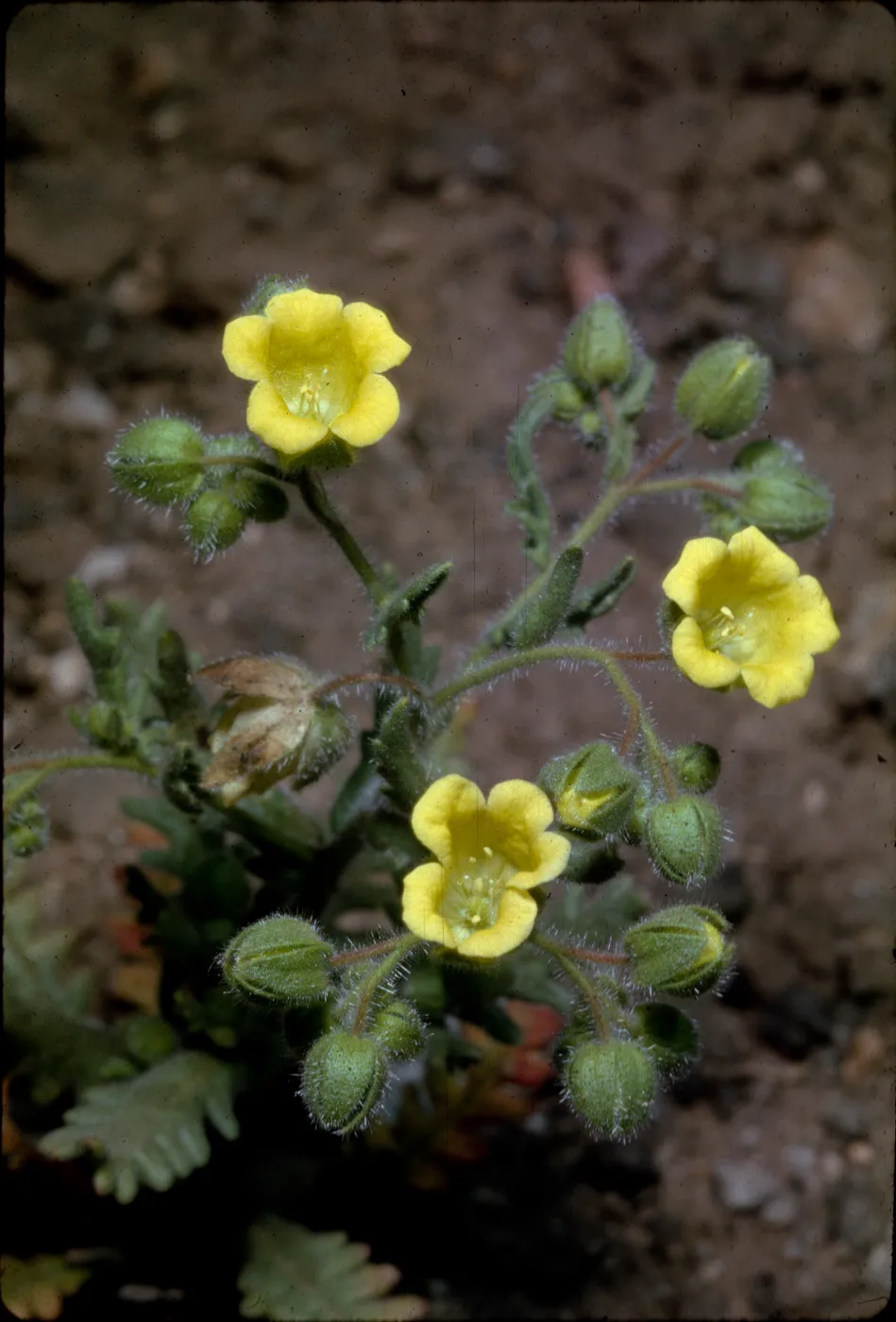 Emmenanthe penduliflora