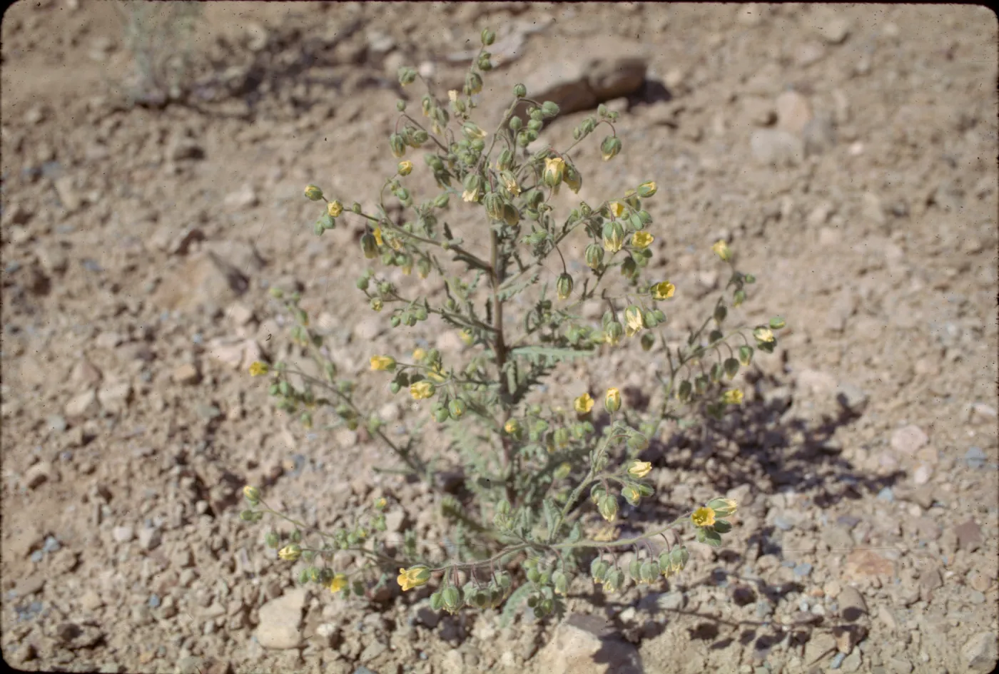 Emmenanthe penduliflora
