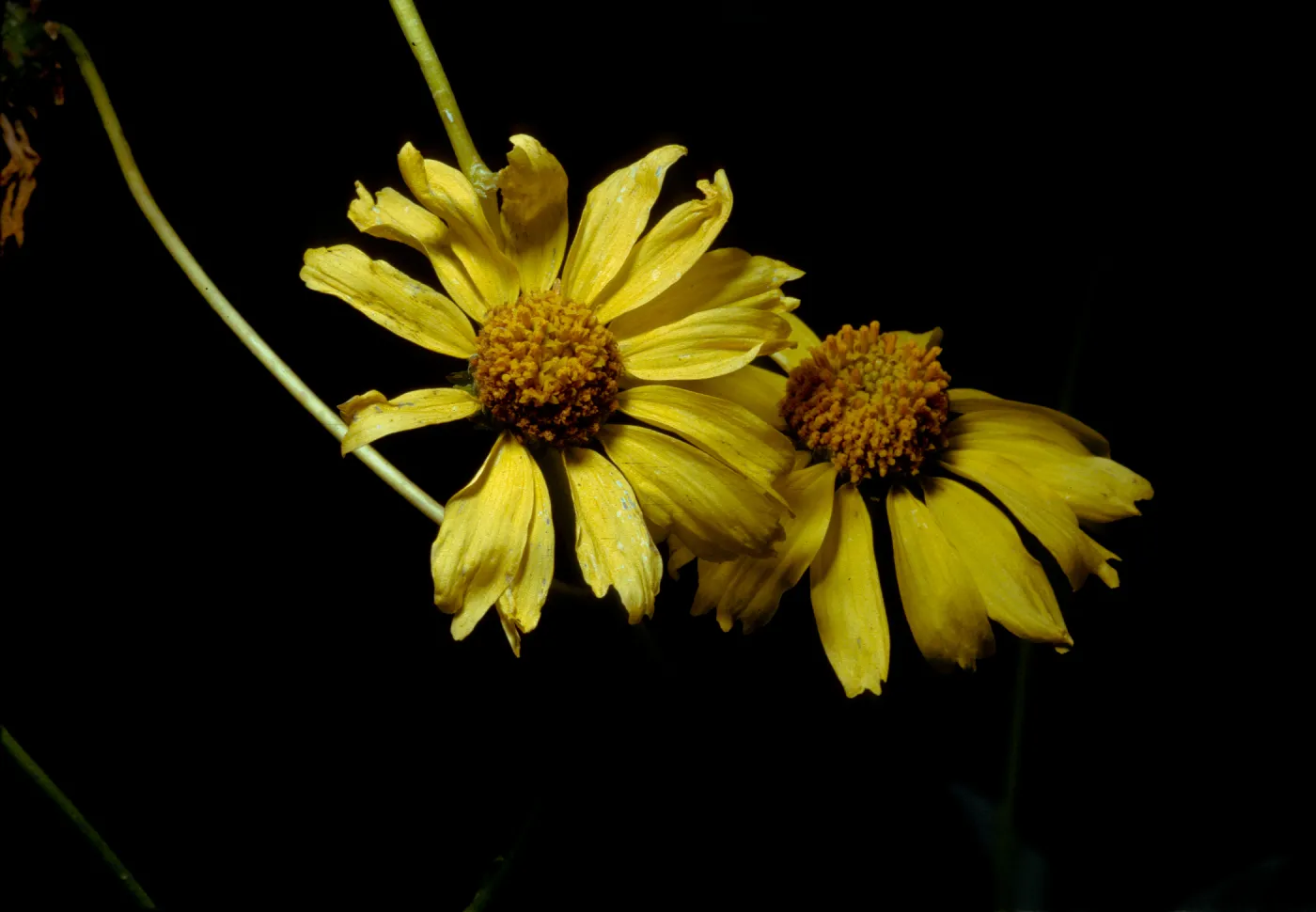 Encelia farinosa