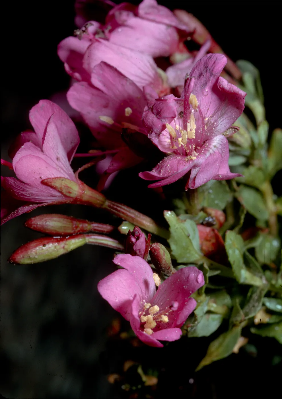 Epilobium obcordatum