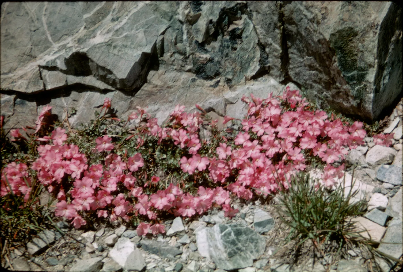 Epilobium obcordatum