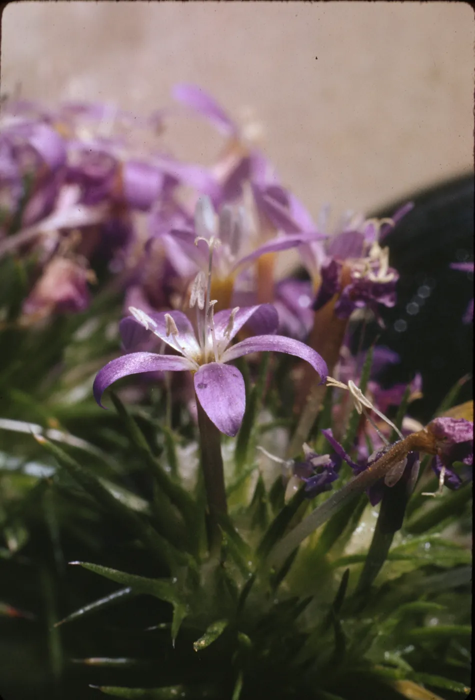 Eriastrum densifolium