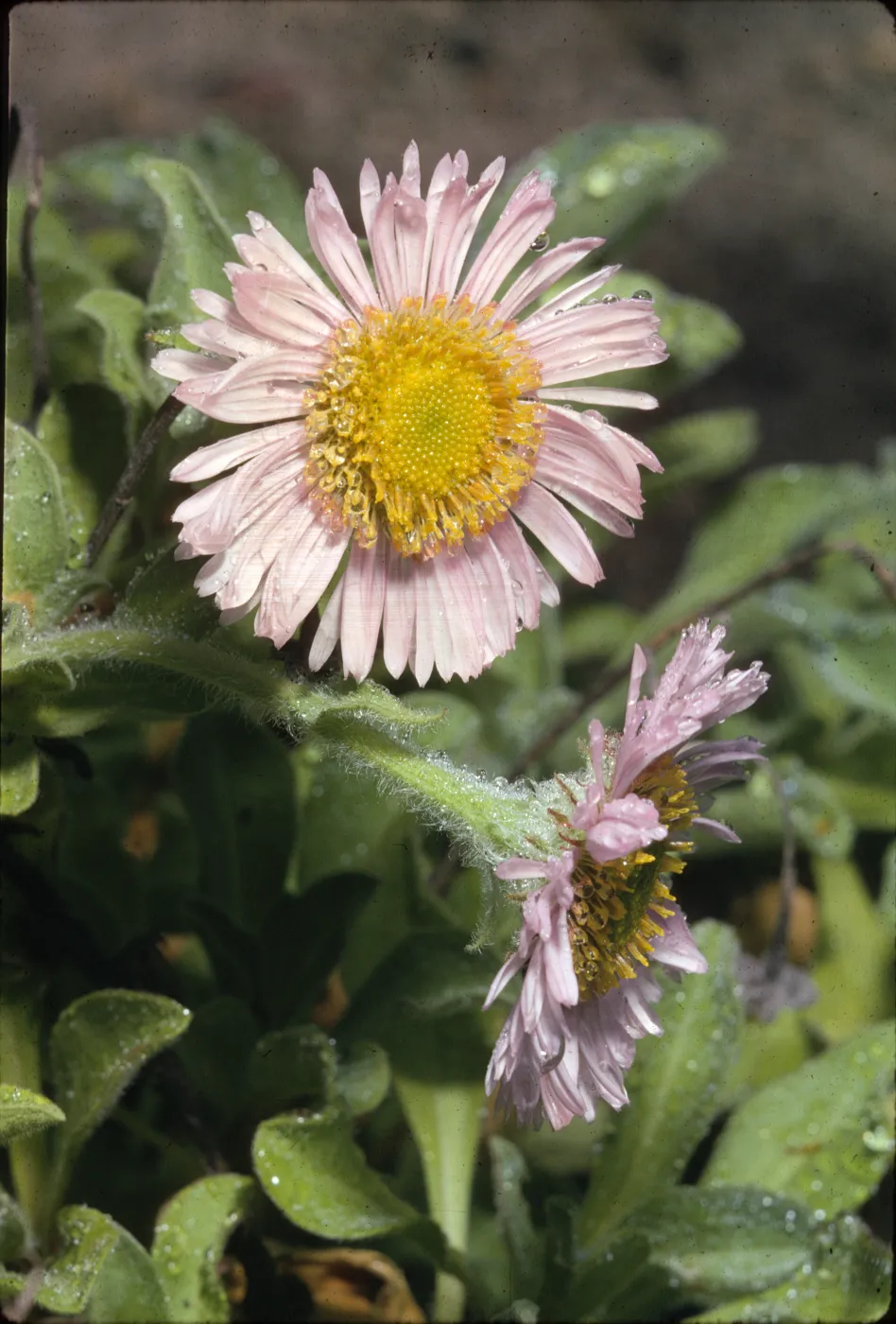 Erigeron glacialis
