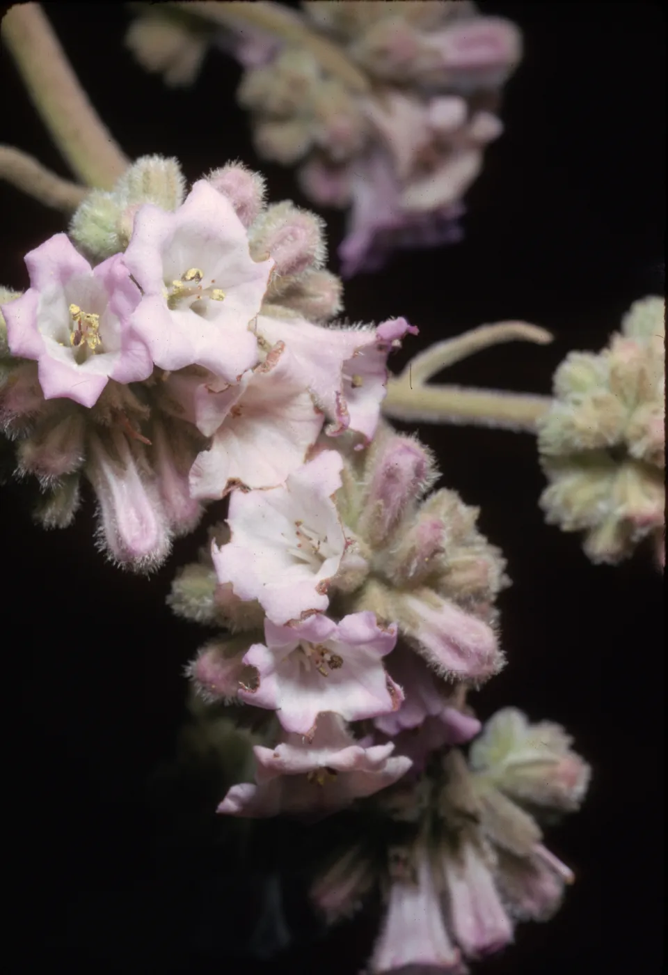 Eriodictyon crassifolium var. denudatum