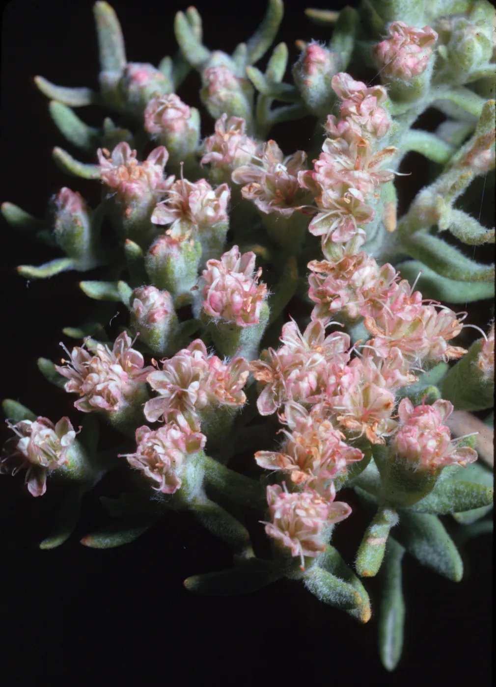 Eriogonum angulosum