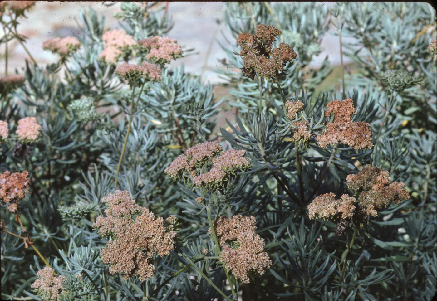 Eriogonum angulosum