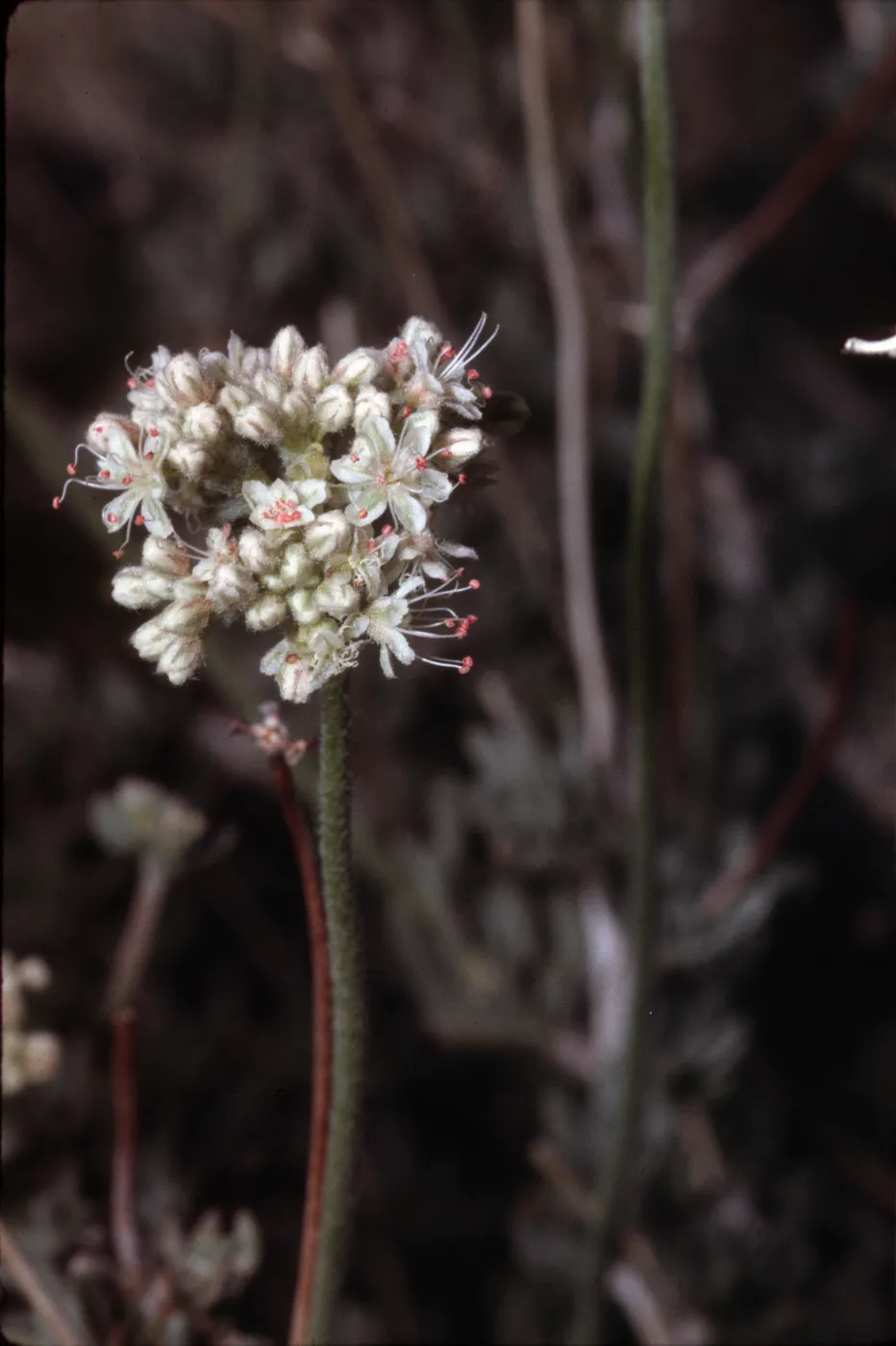 Eriogonum fasciculatum var. polifolium