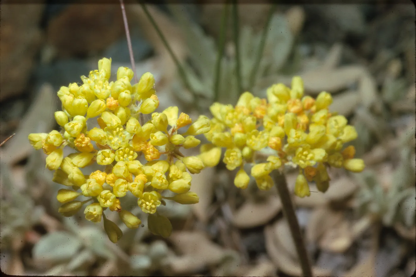 Eriogonum marifolium var. incanum