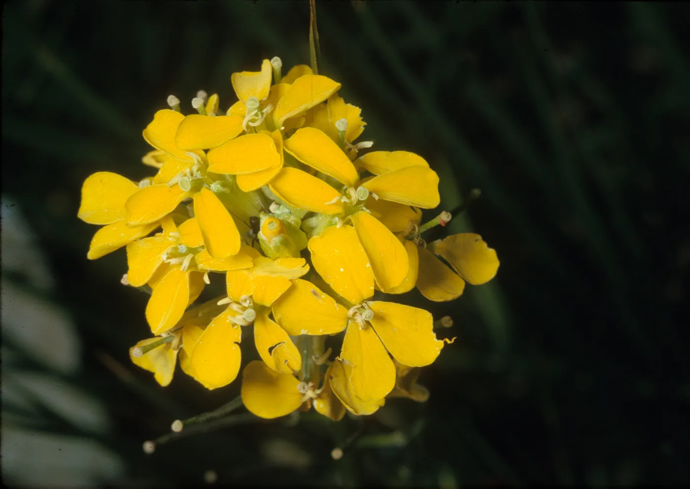 Erysimum perenne