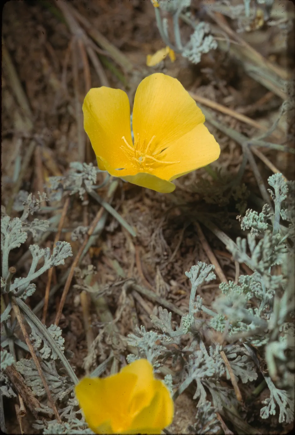 Eschscholzia californica var. maritima