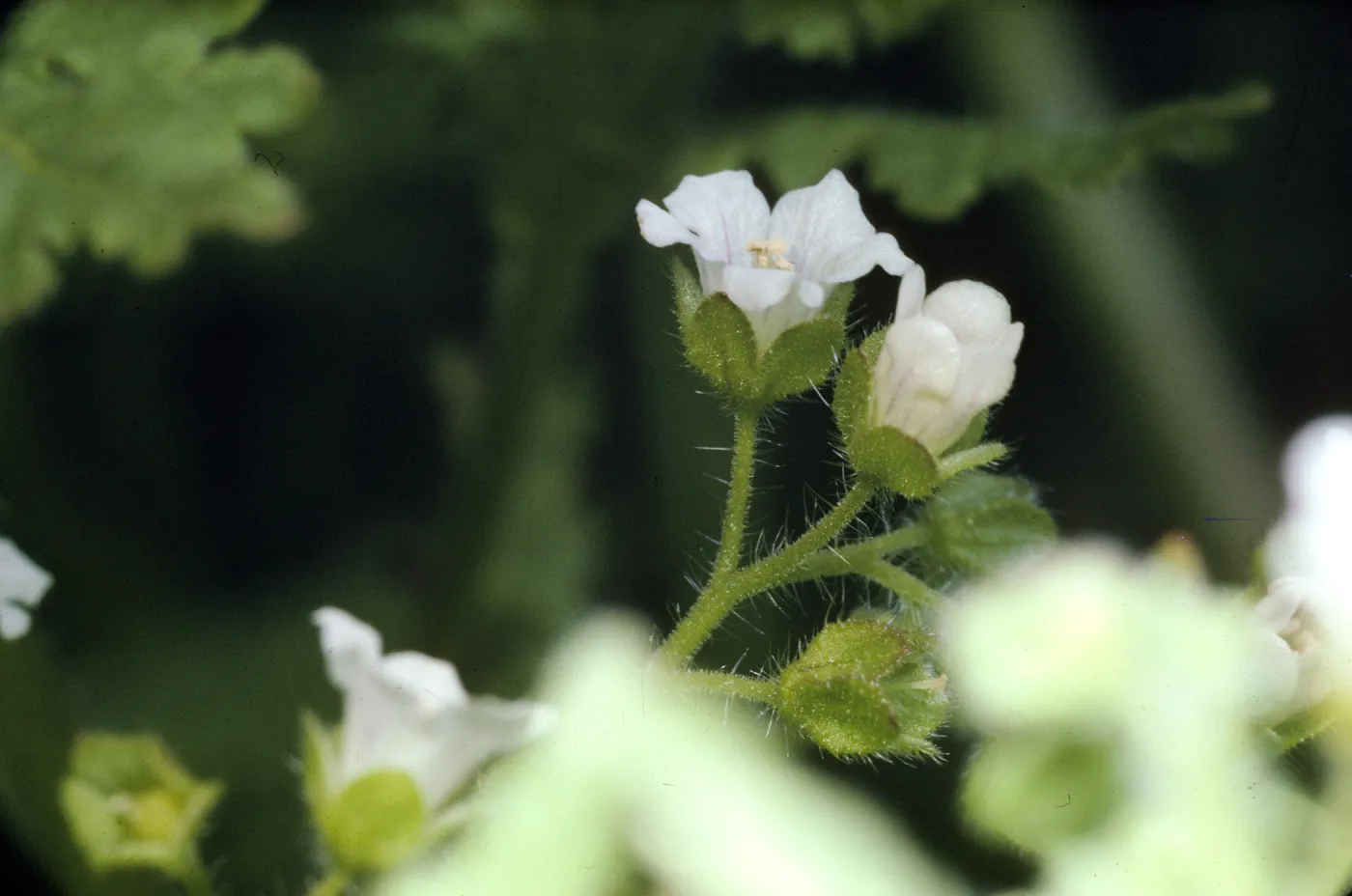 Eucrypta chrysanthemifolia