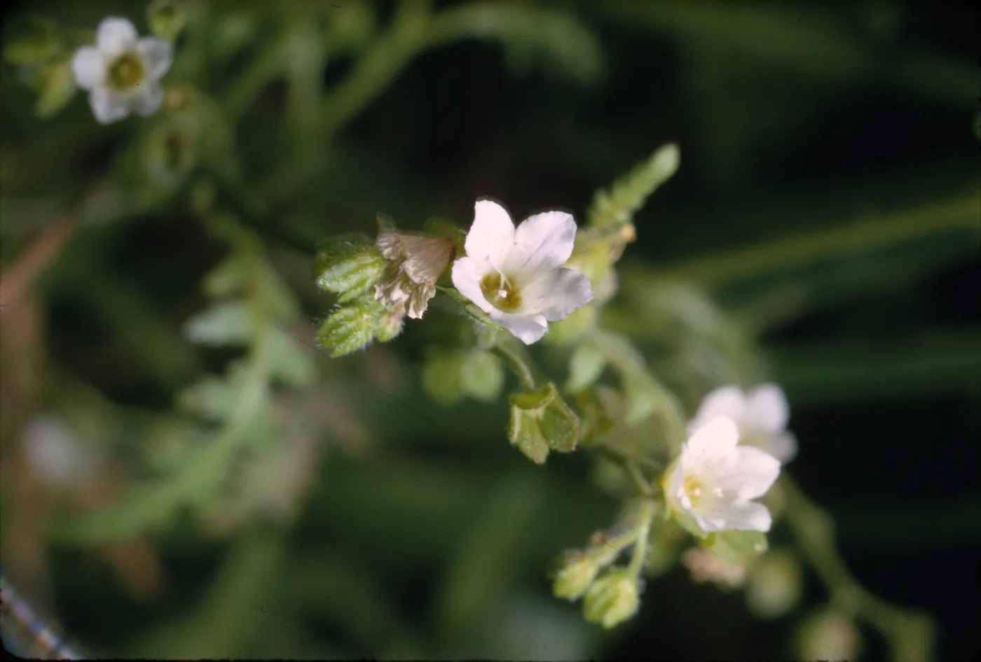 Eucrypta chrysanthemifolia