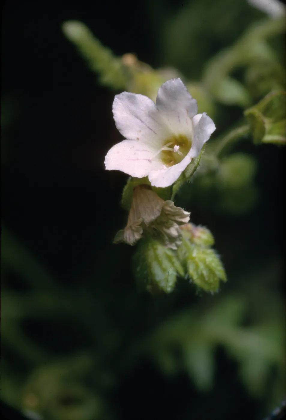 Eucrypta chrysanthemifolia