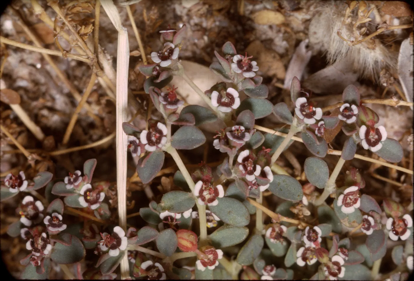 Euphorbia polycarpa