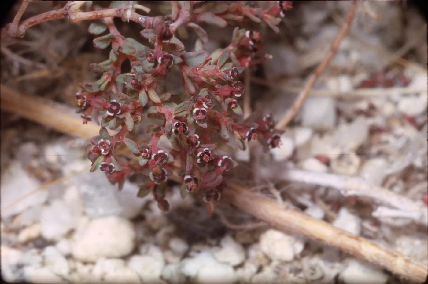 Euphorbia polycarpa