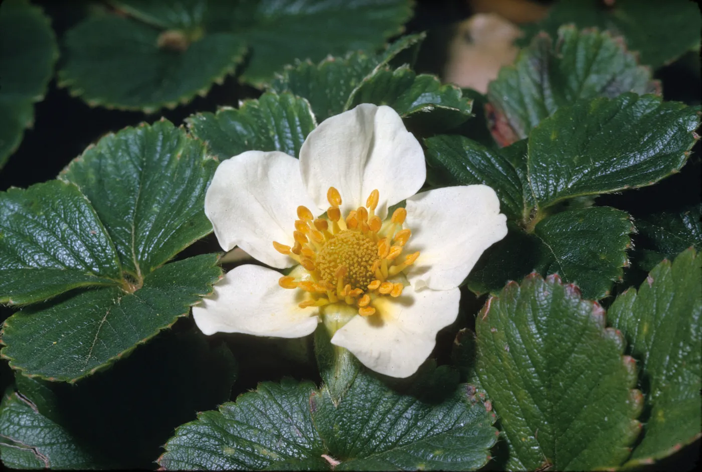 Fragaria
