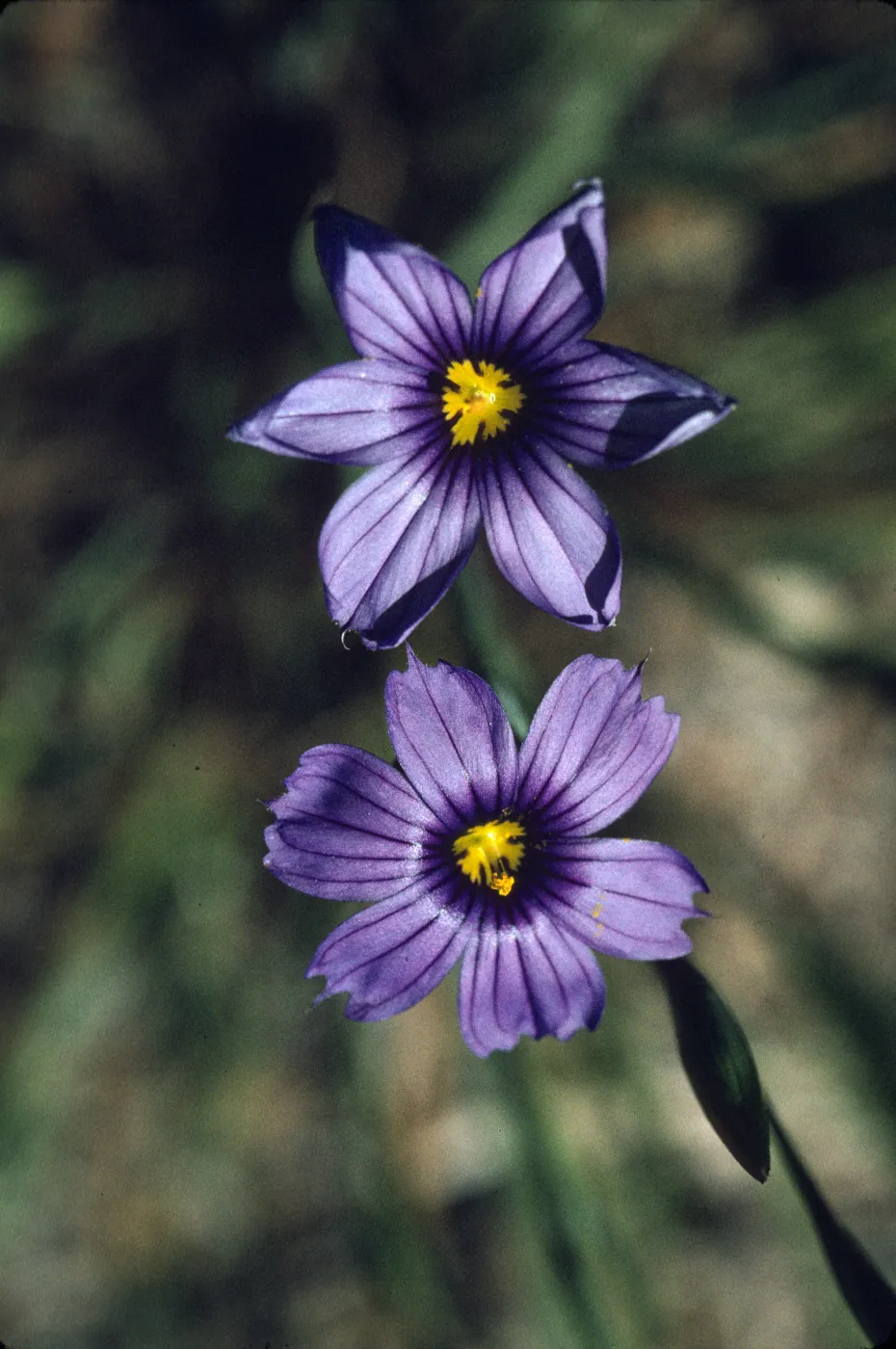Sisyrinchium bellum