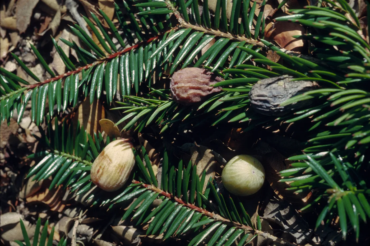 Torreya californica